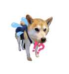 適当小沢ファミリー（個別スタンプ：1）