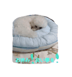 モフモフビション（個別スタンプ：15）
