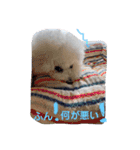 モフモフビション（個別スタンプ：26）