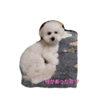 モフモフビション（個別スタンプ：27）