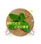 草花の挨拶スタンプ♪（個別スタンプ：2）