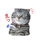 我が家の4にゃん3（個別スタンプ：2）