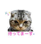 我が家の4にゃん3（個別スタンプ：4）