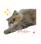 我が家の4にゃん3（個別スタンプ：5）
