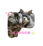 我が家の4にゃん3（個別スタンプ：8）