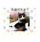 わが家のカイロス王子＊Ver.1（個別スタンプ：4）