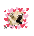 わが家のカイロス王子＊Ver.1（個別スタンプ：8）