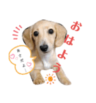 わたちの日常スタンプだよ（個別スタンプ：1）
