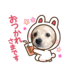 わたちの日常スタンプだよ（個別スタンプ：3）