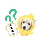 わたちの日常スタンプだよ（個別スタンプ：8）