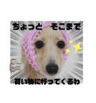 わたちの日常スタンプだよ（個別スタンプ：9）