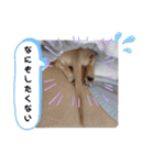 わたちの日常スタンプだよ（個別スタンプ：10）