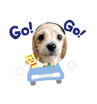 わたちの日常スタンプだよ（個別スタンプ：11）