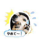わたちの日常スタンプだよ（個別スタンプ：12）