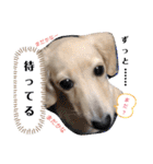 わたちの日常スタンプだよ（個別スタンプ：13）