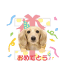 わたちの日常スタンプだよ（個別スタンプ：14）