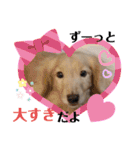 わたちの日常スタンプだよ（個別スタンプ：16）