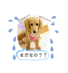 わたちの日常スタンプだよ（個別スタンプ：18）