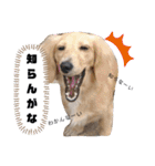 わたちの日常スタンプだよ（個別スタンプ：20）
