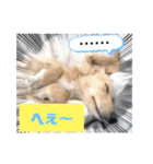 わたちの日常スタンプだよ（個別スタンプ：22）
