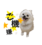 みほぽんさん家の家族1（個別スタンプ：11）