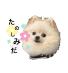 みほぽんさん家の家族1（個別スタンプ：16）