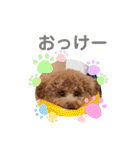 トイプードルのミロ4（個別スタンプ：1）