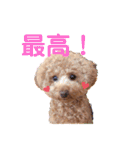 トイプードルのミロ4（個別スタンプ：4）