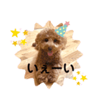トイプードルのミロ4（個別スタンプ：7）