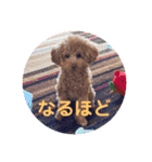 トイプードルのミロ4（個別スタンプ：8）