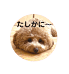 トイプードルのミロ4（個別スタンプ：9）