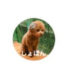 トイプードルのミロ4（個別スタンプ：10）