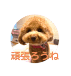 トイプードルのミロ4（個別スタンプ：15）