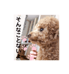 トイプードルのミロ4（個別スタンプ：16）