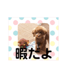 トイプードルのミロ4（個別スタンプ：19）