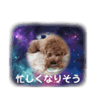 トイプードルのミロ4（個別スタンプ：20）
