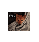 ナナ 3（個別スタンプ：3）