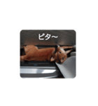 ナナ 3（個別スタンプ：6）