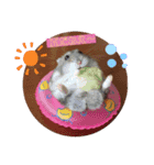 気まぐれねねこのスタンプ♡（個別スタンプ：2）