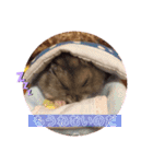 気まぐれねねこのスタンプ♡（個別スタンプ：4）
