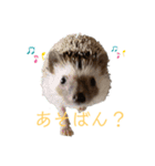 はりねずみで行こう。（博多弁）（個別スタンプ：1）