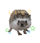 はりねずみで行こう。（博多弁）（個別スタンプ：2）