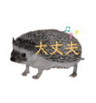はりねずみで行こう。（博多弁）（個別スタンプ：3）
