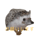 はりねずみで行こう。（博多弁）（個別スタンプ：4）