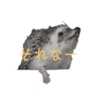 はりねずみで行こう。（博多弁）（個別スタンプ：5）