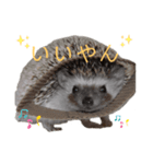 はりねずみで行こう。（博多弁）（個別スタンプ：6）