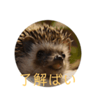 はりねずみで行こう。（博多弁）（個別スタンプ：7）