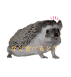 はりねずみで行こう。（博多弁）（個別スタンプ：8）
