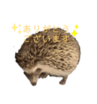はりねずみで行こう。（博多弁）（個別スタンプ：9）