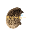 はりねずみで行こう。（博多弁）（個別スタンプ：10）